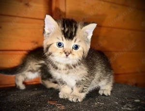 Seltene BKH Kitten black golden tabby ticked Katze Kater Kurzhaar 