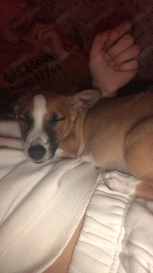 Hunde welpe ab zu geben 