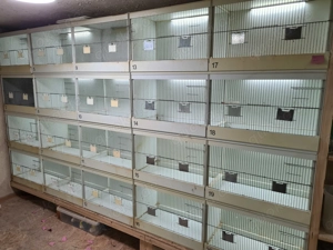 Schüssler Zuchtboxen