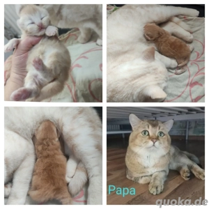 BKH Kitten mit Mama und mit Zubehör 