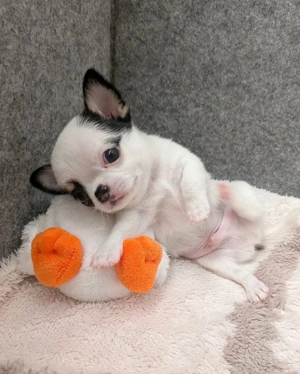 SSDD Gesunder Chihuahua Welpen 