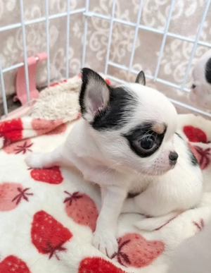 Bvxcaf Mini Chihuahua Welpen 
