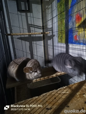 Zwei Chinchilla Weibchen 
