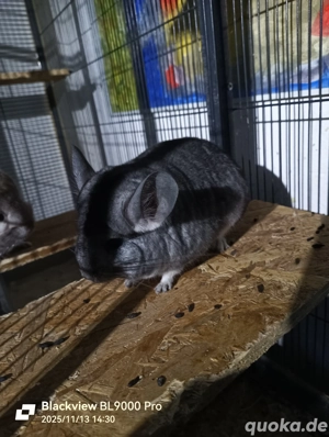 Handzahmes Chinchilla Weibchen 