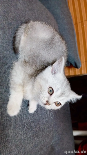 BKH Kätzchen   Weiblich, 2 Monate und 1 Woche alt