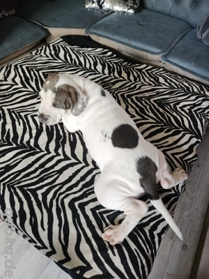 Old English Bulldoge Welpen OEB