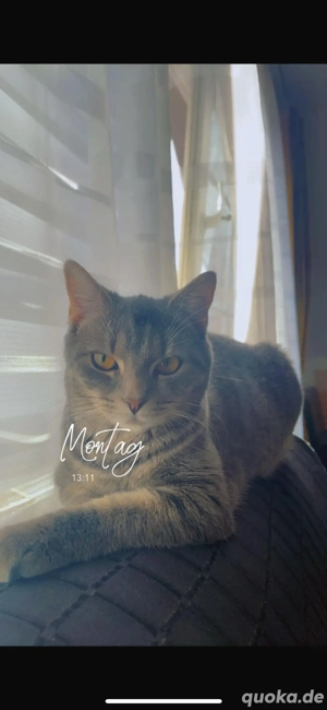 katze zu verkaufen