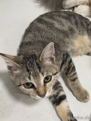 Katzen Dame sucht ein Zuhause 