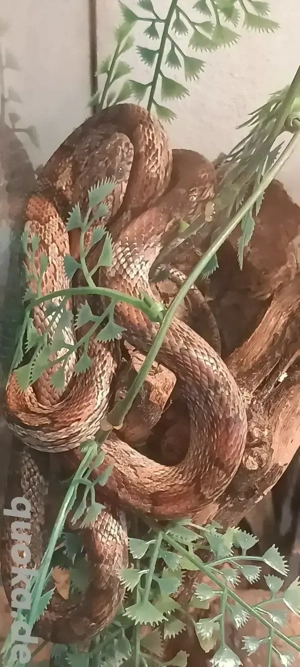 kornnatter mit terrarium abzugeben 