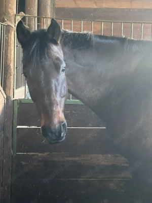 Reitbeteiligung (Pferd sucht Reiter)