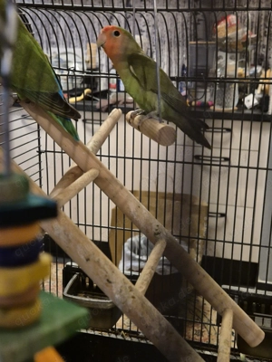 Vögel Rosenkopfpapagei