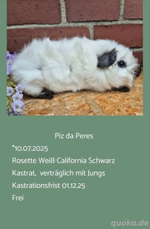 Kastrat Meerschweinchen US Teddy Rosetten 