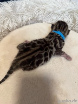 Bengalkitten Stammbaum 