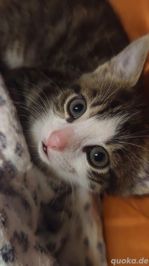 Liebesvolles Katzenmädchen, 4 Monate alt