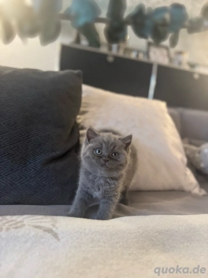 BKH Kitten blue und silvertabby