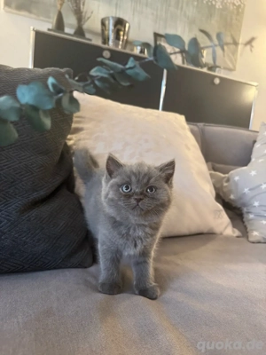 BKH Kitten blue nur noch 3 graue Mädchen sheba