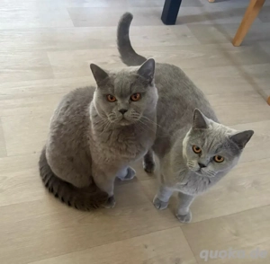 BKH blue Kartäuser Ladys suchen nette Dosenöffner