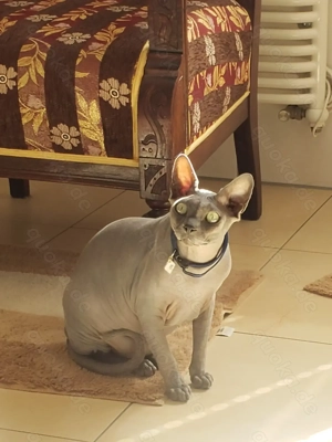 Sphinx Kater, Nacktkatze