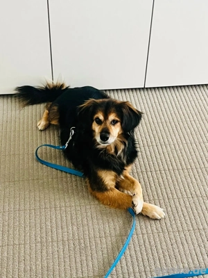 Rocky sucht ein einfühlsames Zuhause