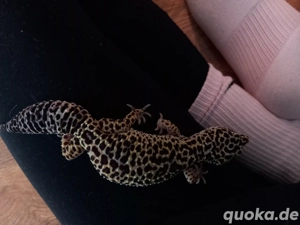 1,1 leopardgeckos Tausch möglich  Bild 3