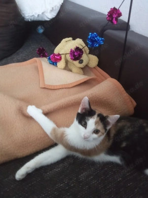 Glückskatze abzugeben 