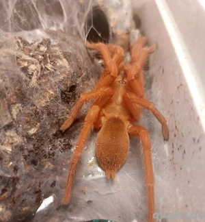 Vogelspinne Orphnaecus philippinus