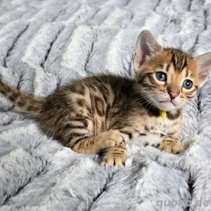 Bengal-Mädchen zur Adoption
