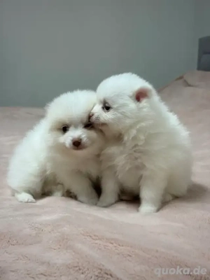 Wunderschöne Zwergspitz-pomeranian welpen