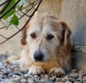 Bary sucht siene Familie