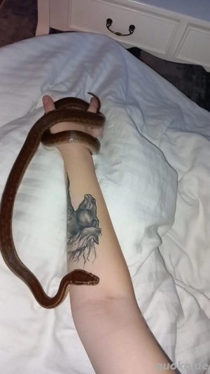 0,1 Afrikanische hausschlange 