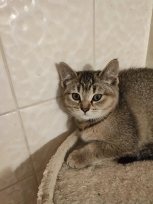 Weibchen kitten sucht ein Zuhause 