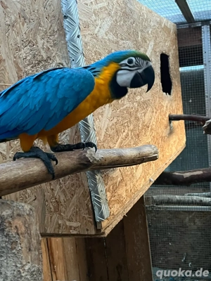 Verkaufe jungen Gelbbrust Ara