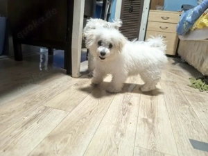 Bichon-frise-welpen (rüden und hündinnen) abzugeben