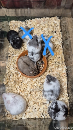 Campbell Zwerghamster 