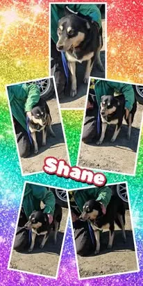 sanfter, lieber, menschenbezogener Rüde "Shane" sucht ein liebevolles Zuhause 