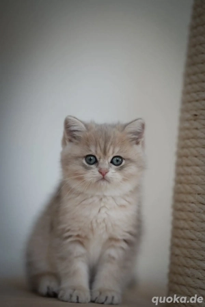 BKH kitten babys 12 Wochen alt abholbereit 