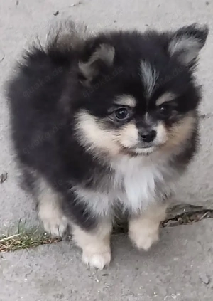 Süße PomChi's suchen demnächst ein liebevolles Heim. 