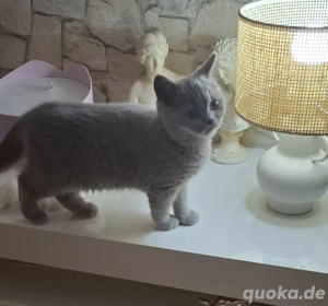 BKH Kitten abholbereit 