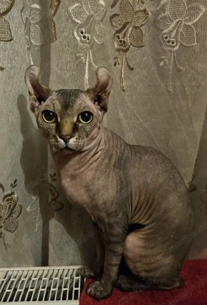 Sphynx Elf Deckkater