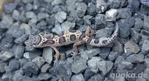 Junge Leopardgecko Weibchen