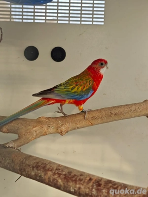 Verkaufe einen Rosella-Papageien