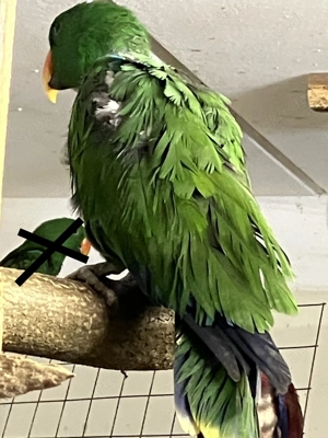 Neuguinea Edelpapagei Zuchtpaar