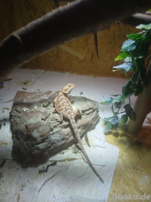 0.1 Bartagame Leatherback hypo NZ Juni 25 Reptilien Echse