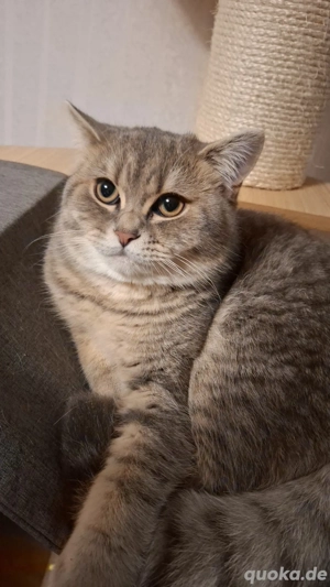 Britisch Kurzhaar Kater 7 Monate 