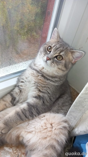 britisch kurzhaar kater 7 monate 