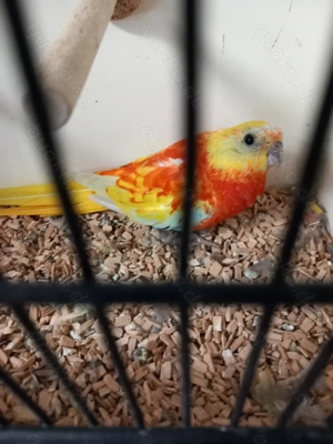 Schönsittich Weibchen