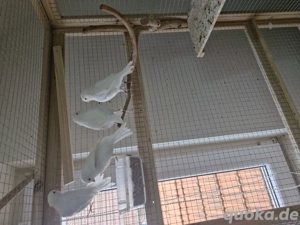 verkaufe ein Pärchen Kanarienvögel 