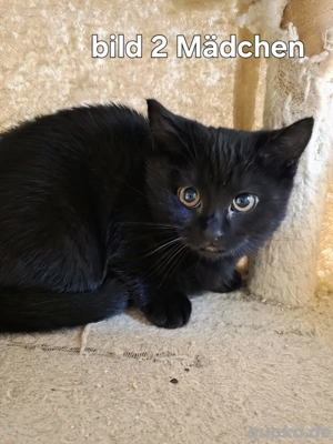     Süße BKH-Mischlingskätzchen suchen liebevolles Zuhause!   
