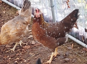 Zwei Blumenhühner!!!!