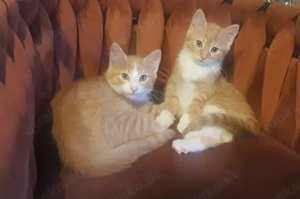 Wunderschöne Kitten